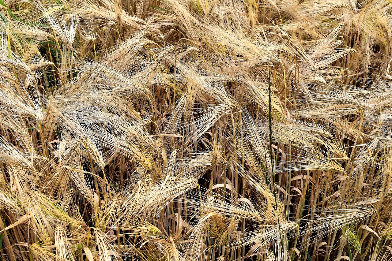 barley cereals arable free photo