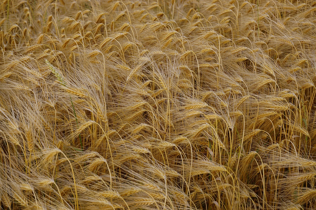 barley field barley field free photo