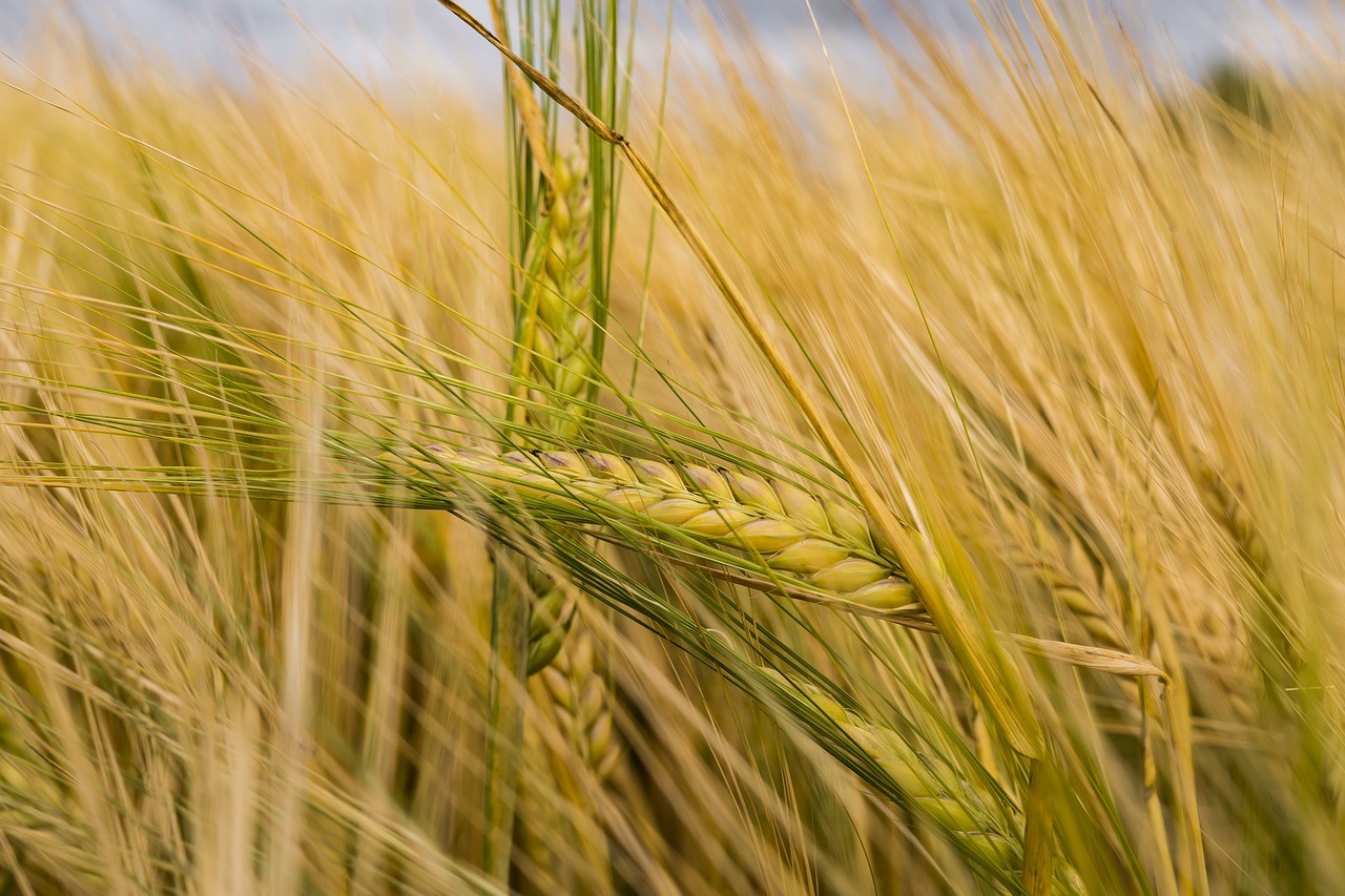 barley arable cereals free photo