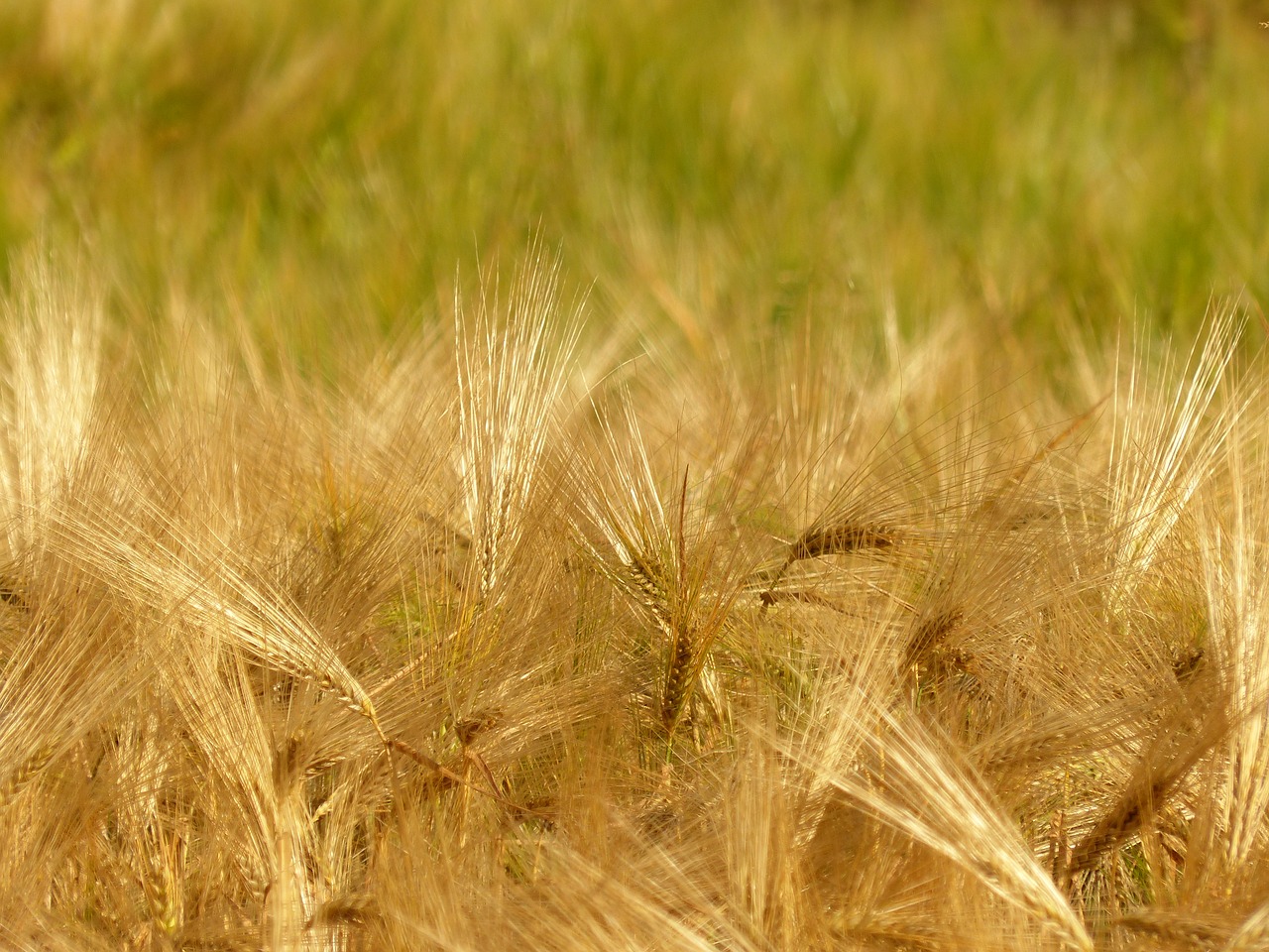 barley cereals cornfield free photo