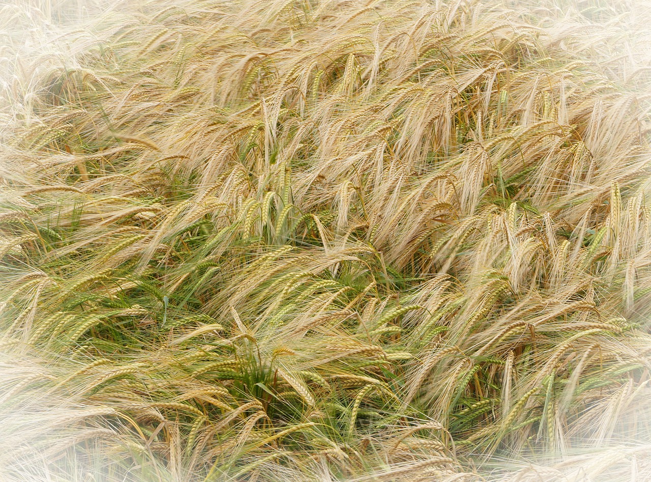 barley agriculture yellow free photo