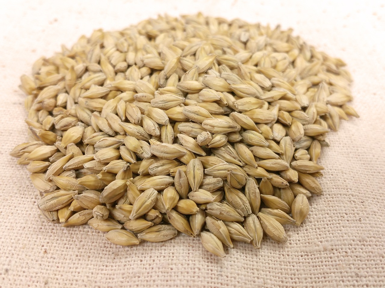 barley seed grain free photo