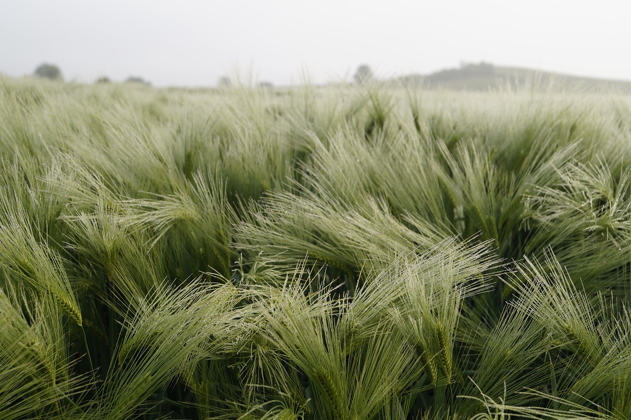 barley drop of water summer free photo