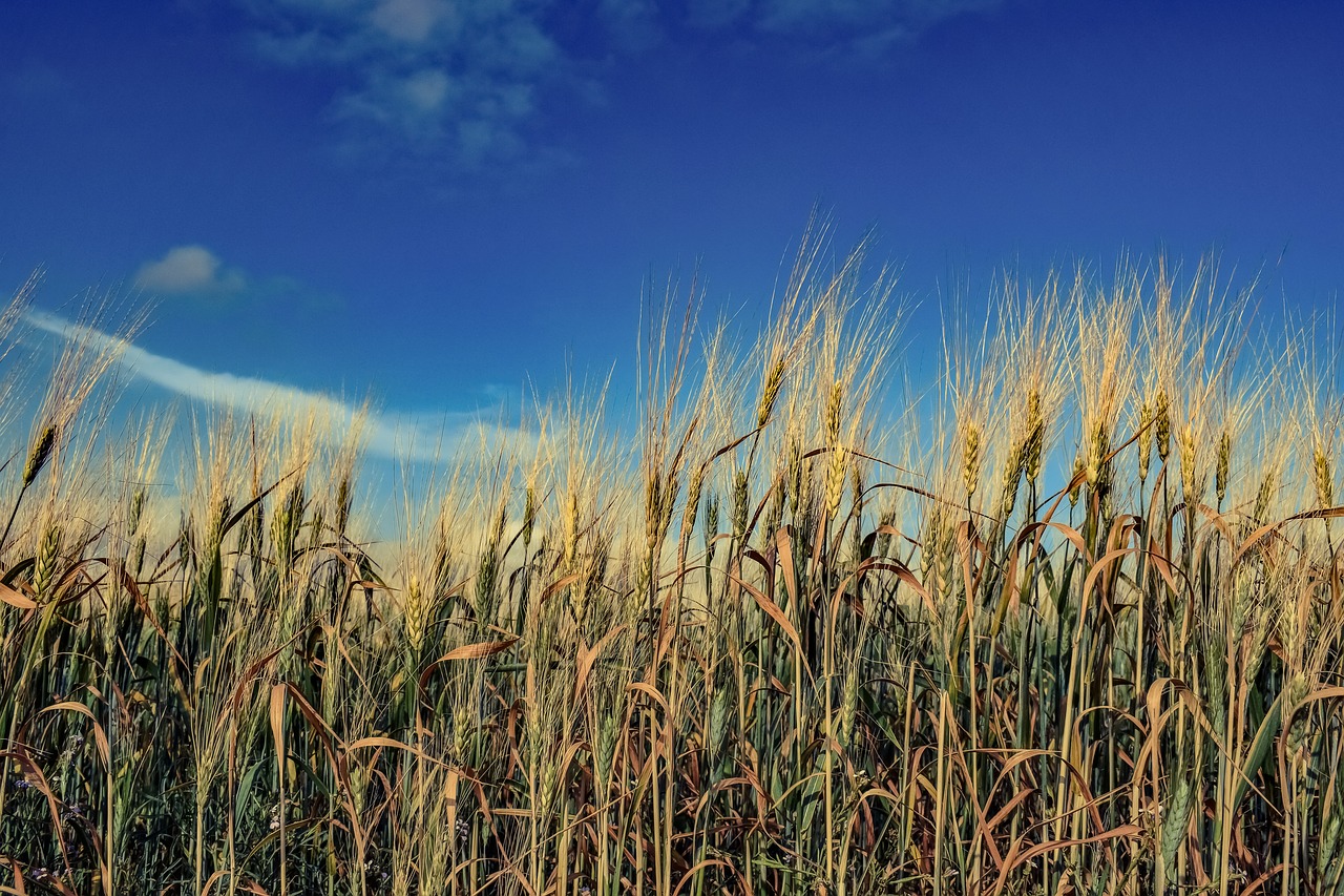 barley wheat cereal free photo