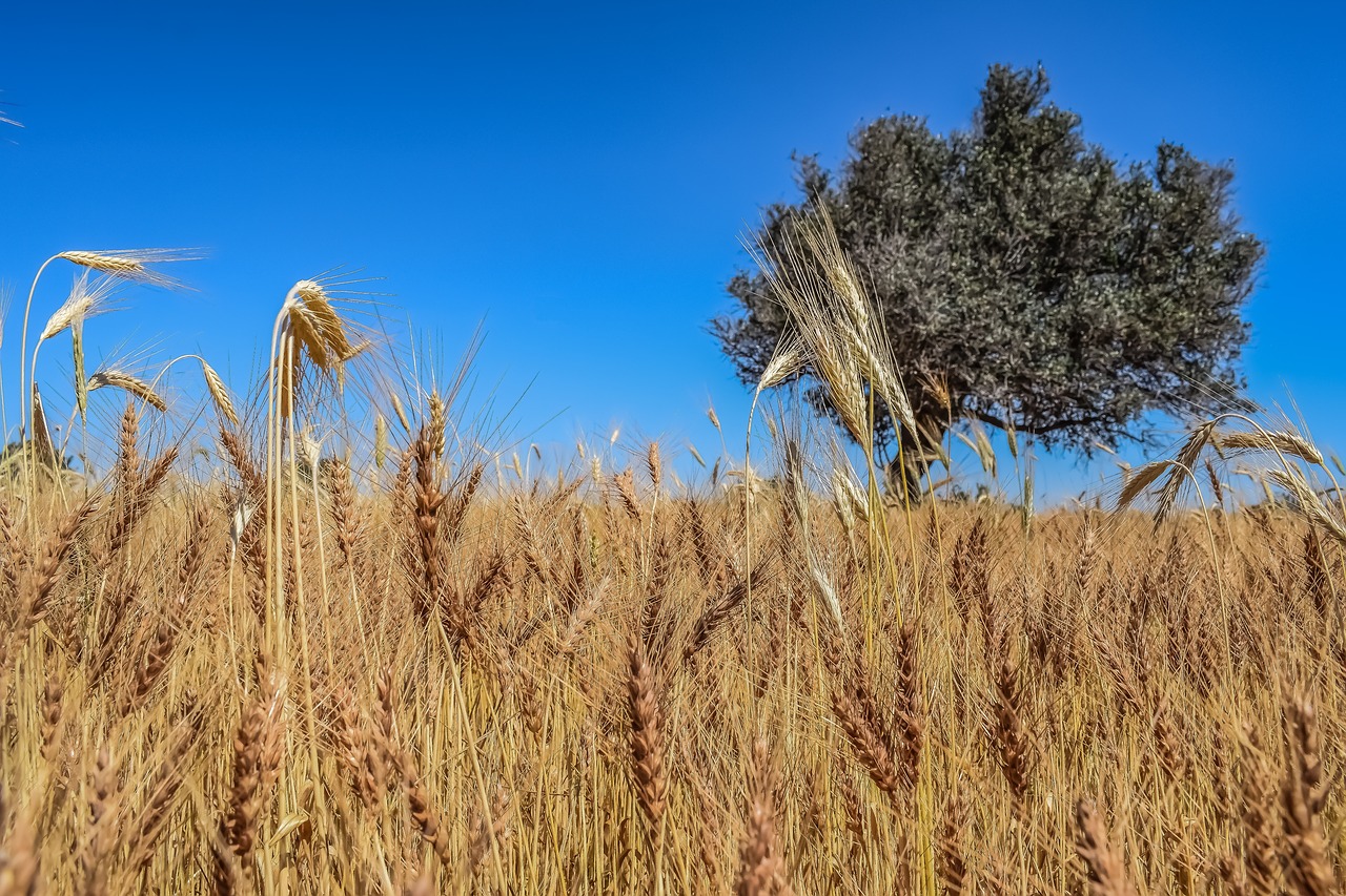 barley nature wheat free photo