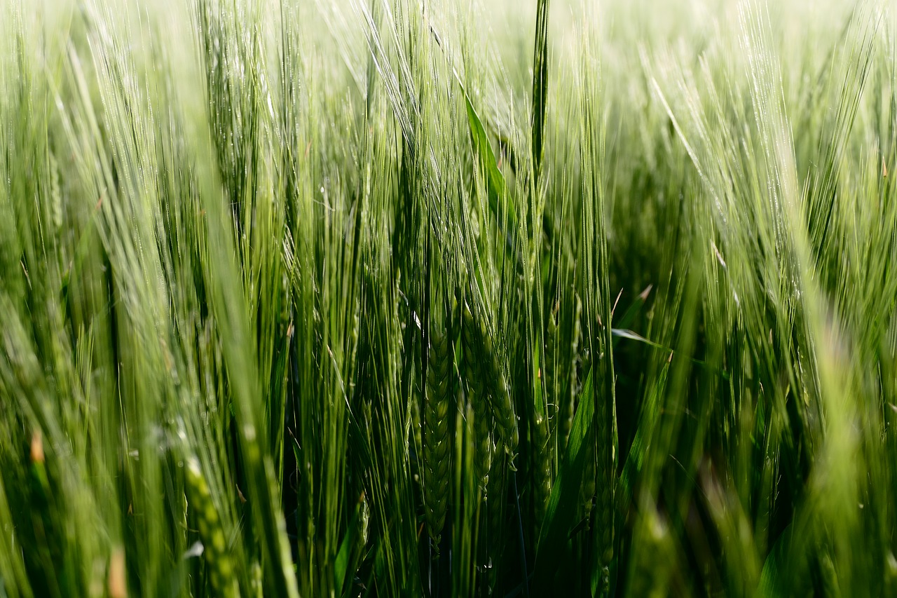 Ячмень. Ячменное поле. Зелень пшеницы. Абстракция злаки. Natural harvest