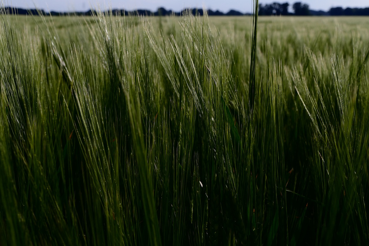 barley  cereal  ears free photo