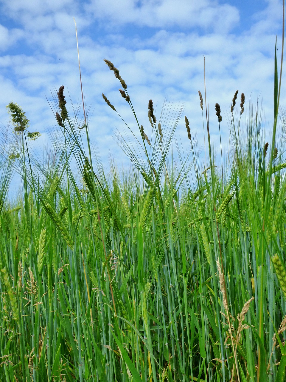 barley  sky  blue free photo