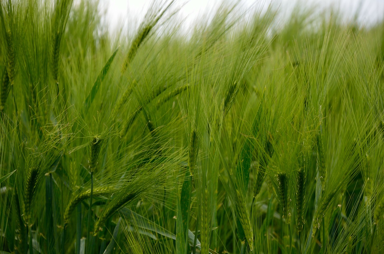 barley cereals barley field free photo