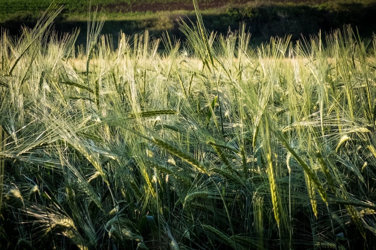 barley  wheat  meadow free photo
