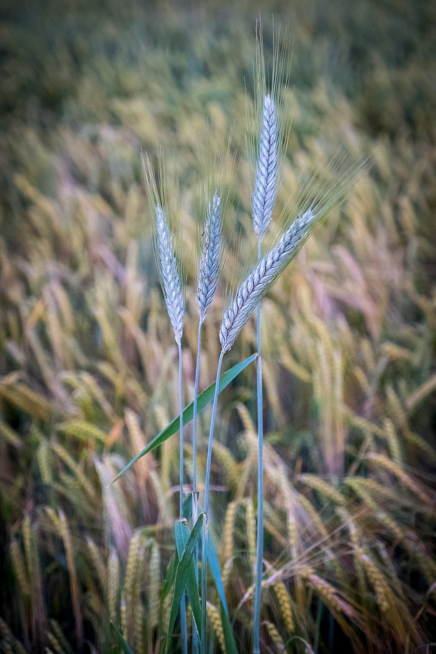 barley  wheat  meadow free photo