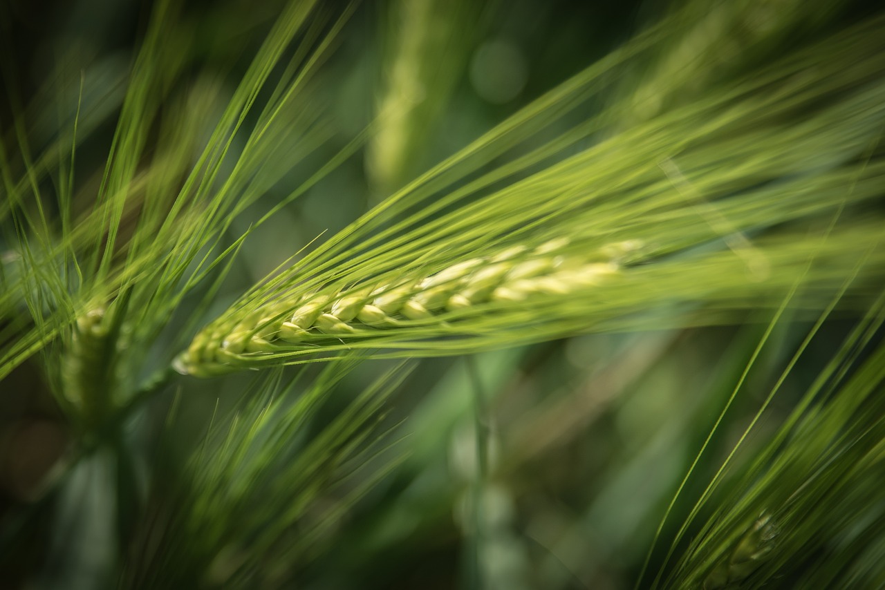 barley  agriculture  cereals free photo