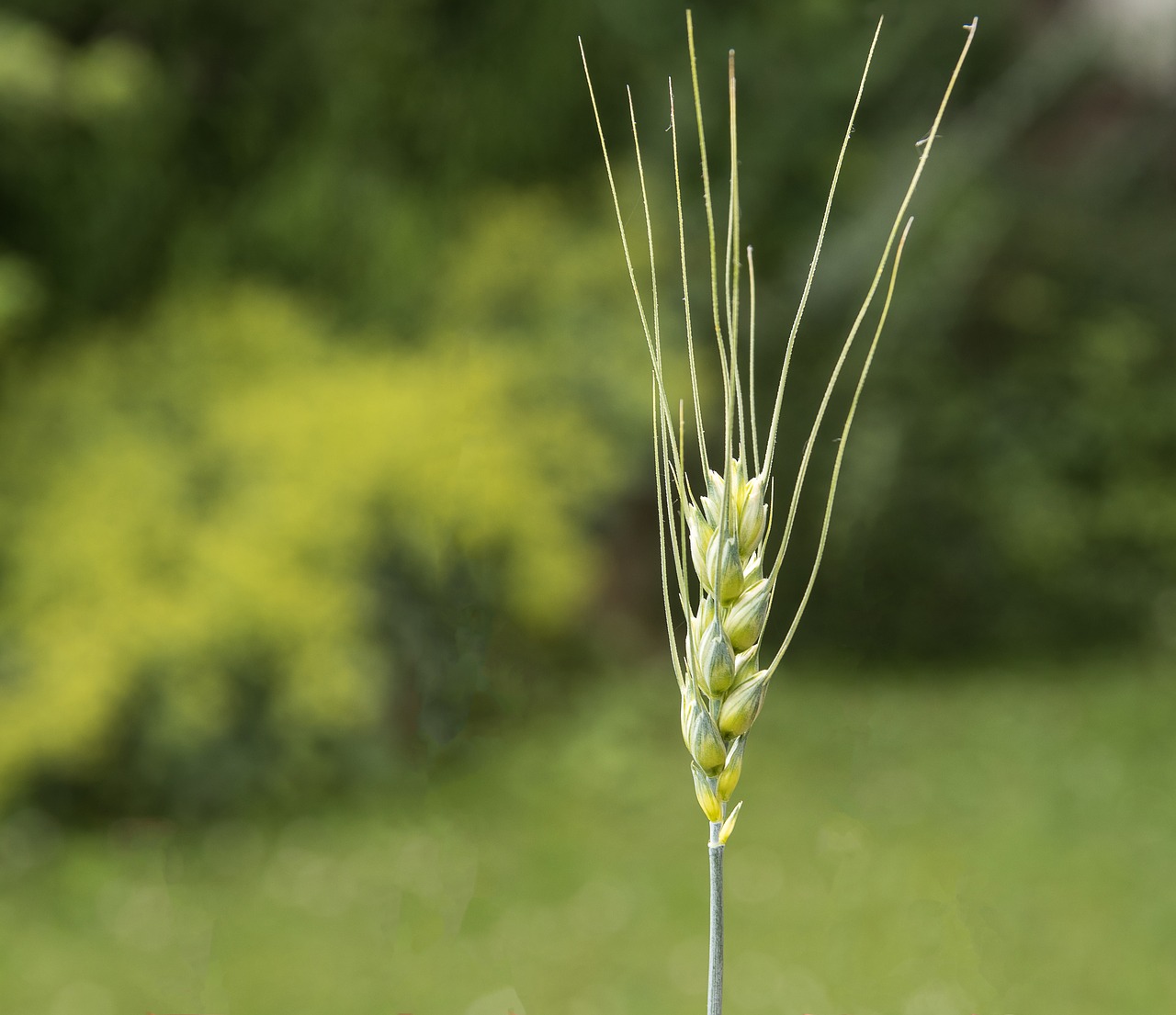 barley  plant  crop free photo