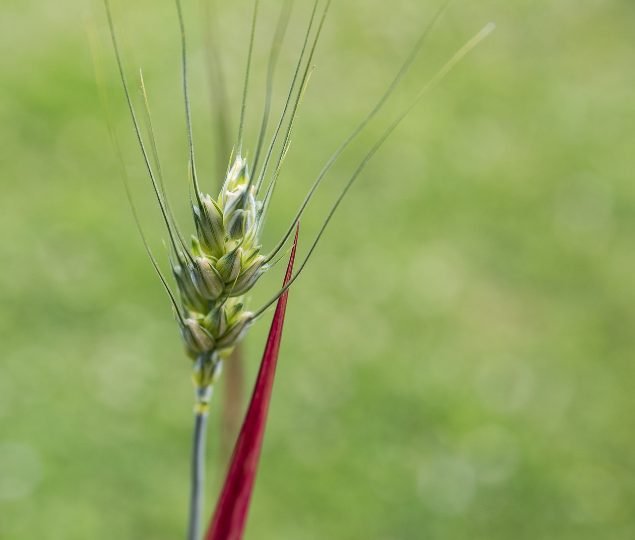 barley  plant  crop free photo