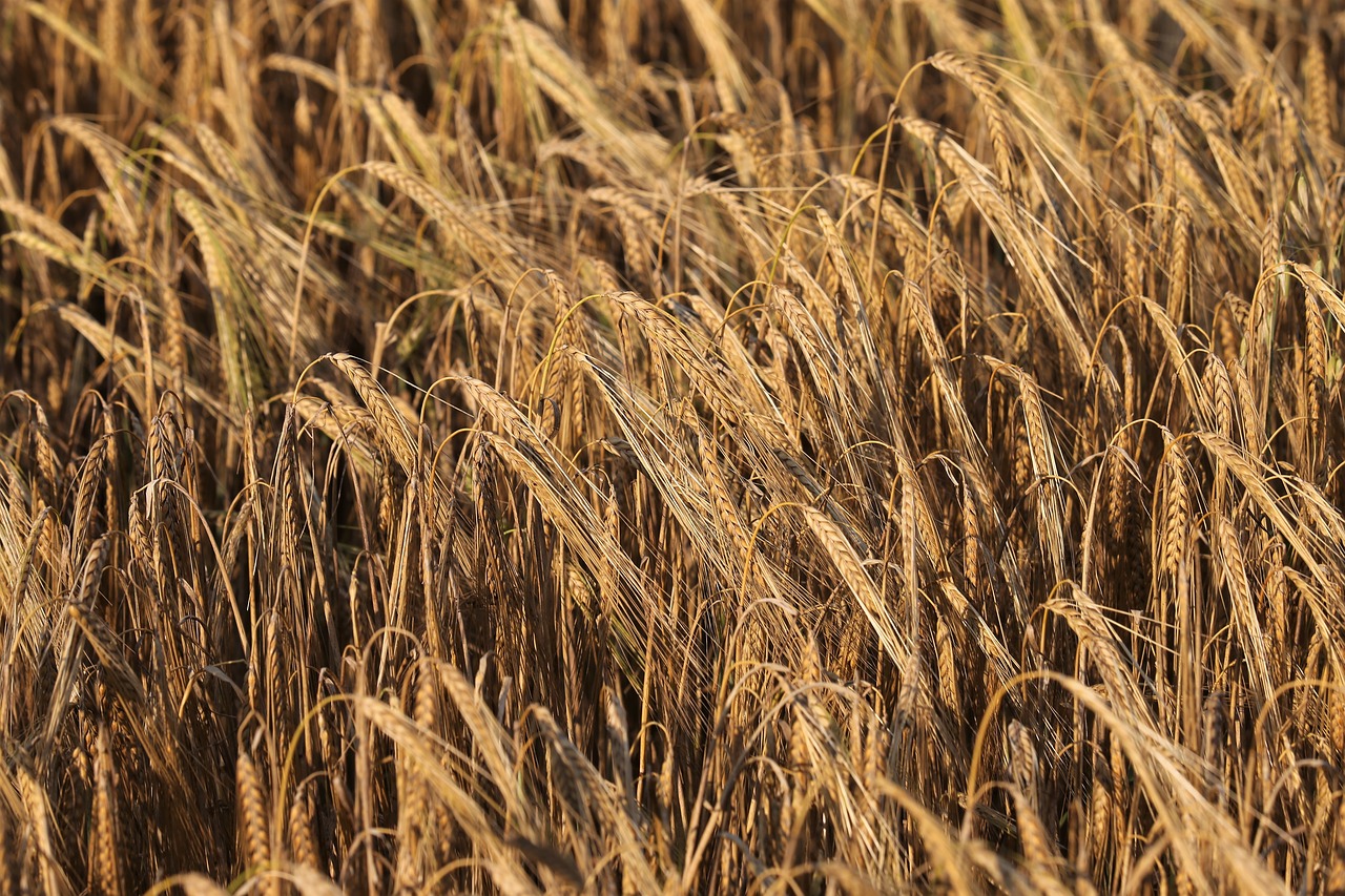 barley  before harvest  agriculture free photo