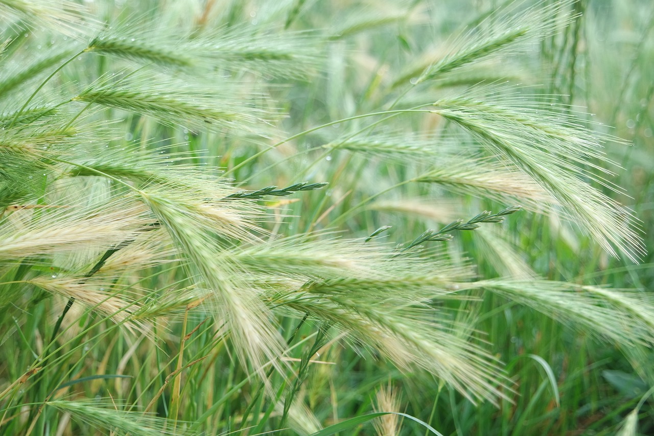 barley  cornfield  cereals free photo