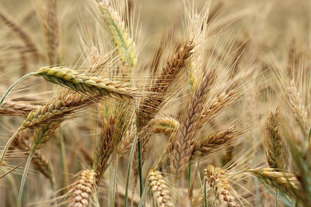 barley  corn  maturation free photo