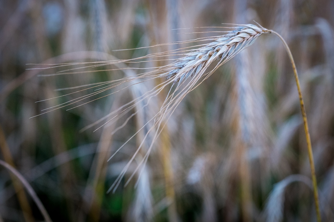 barley  wheat  ear free photo