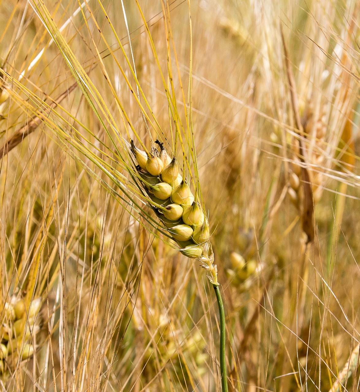 barley  cereals  nature free photo