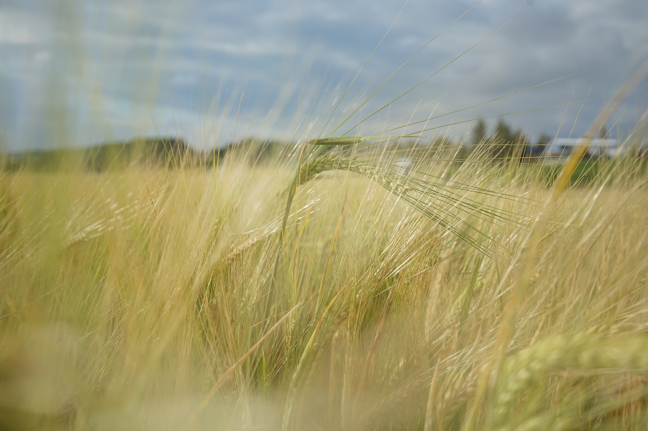 barley  field  agriculture free photo