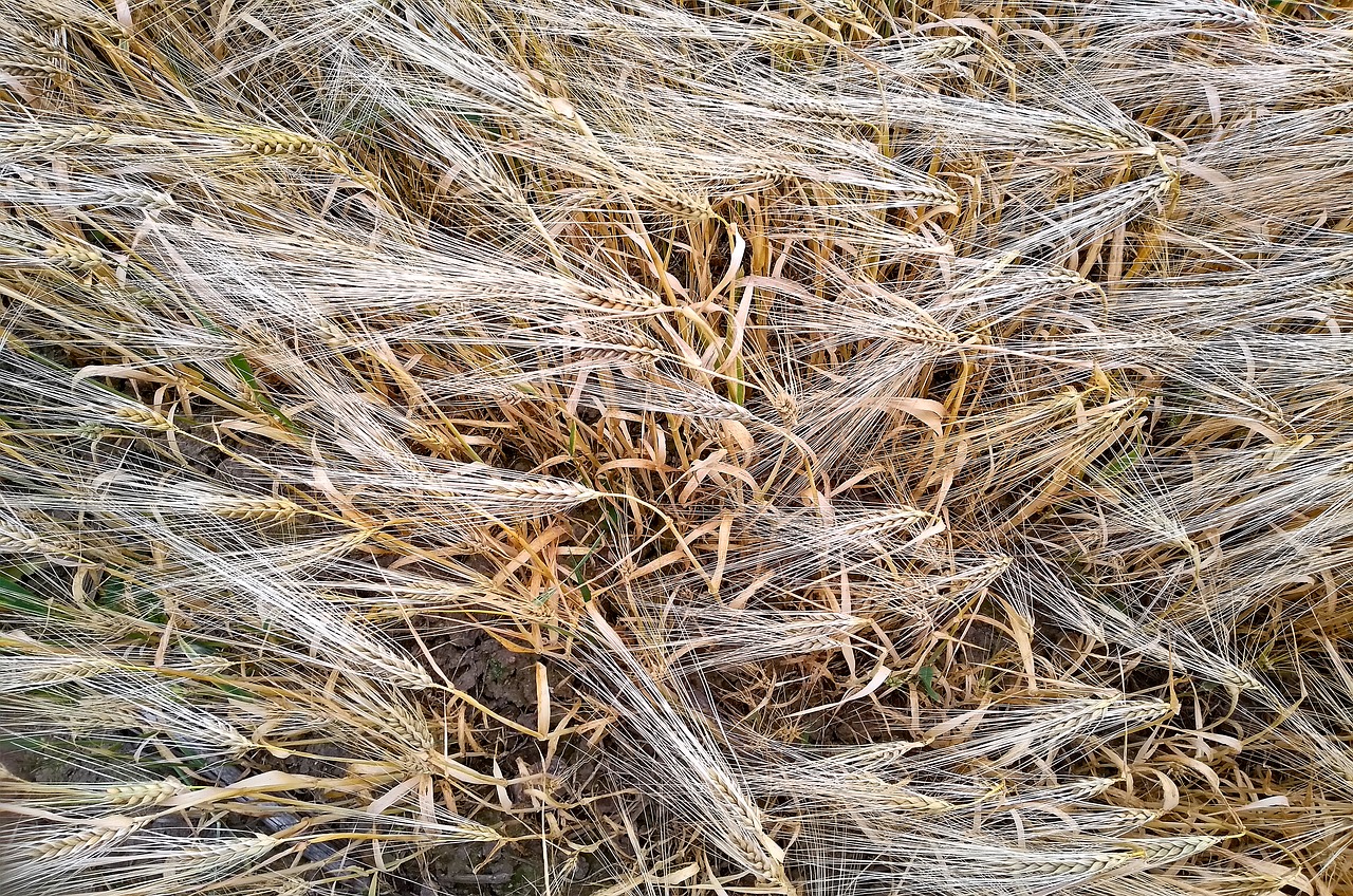 barley  barley field  cereals free photo