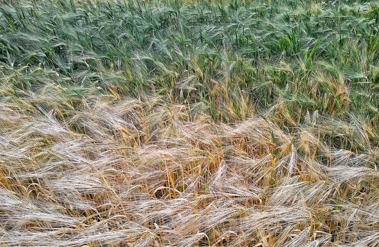 barley  barley field  cereals free photo