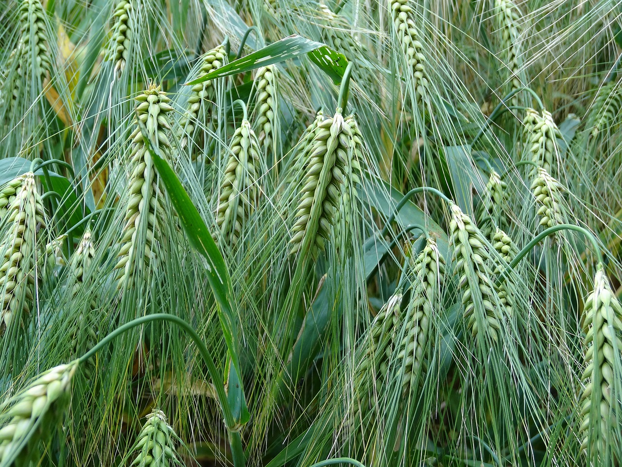 barley cereals agriculture free photo