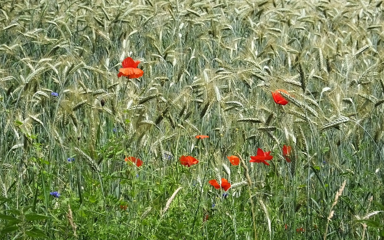 barley  corn  klaprooos free photo