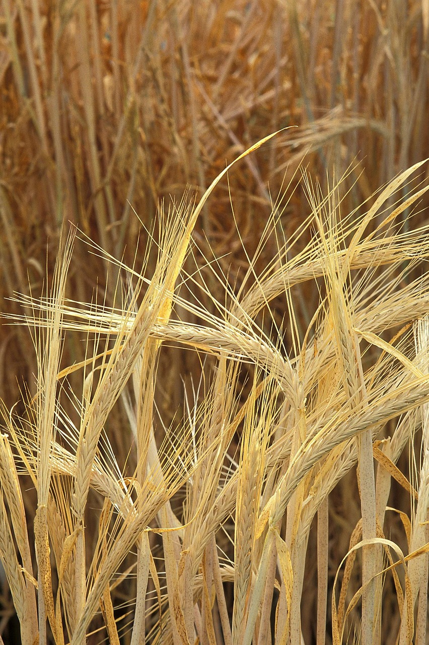 barley grass landscapes free photo