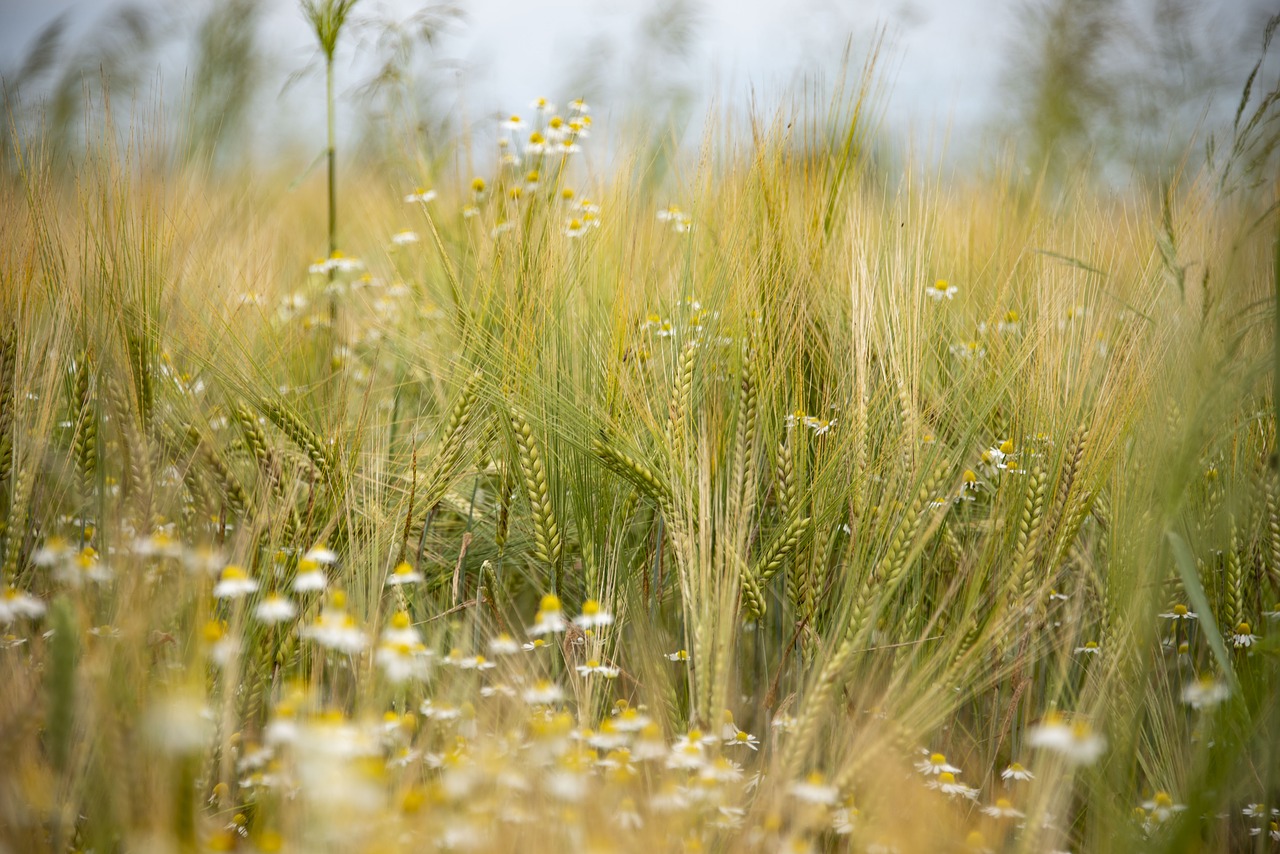 barley  bio  cereals free photo