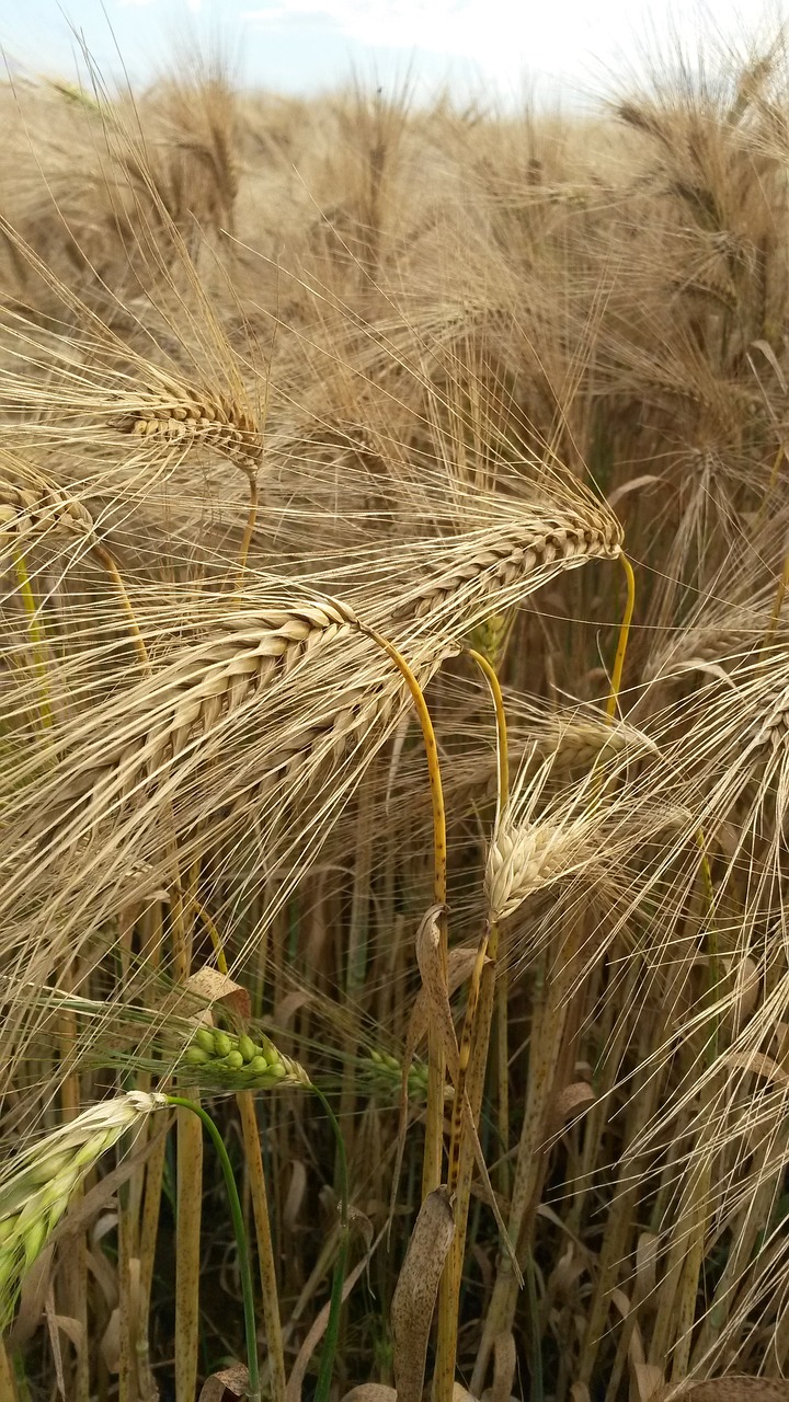 barley  field  agriculture free photo