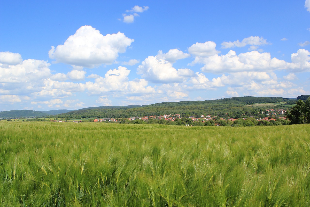barley field sky free photo