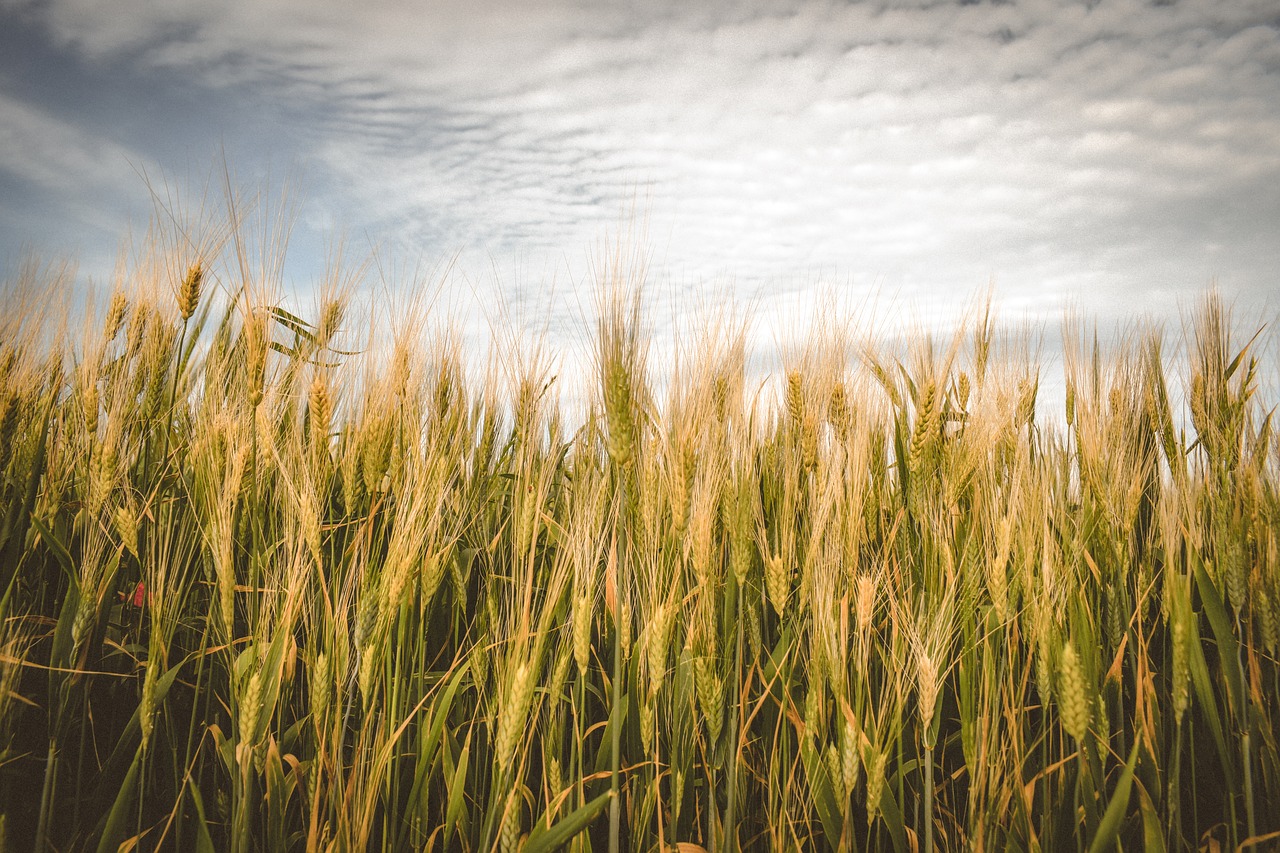 barley  cereals  agriculture free photo