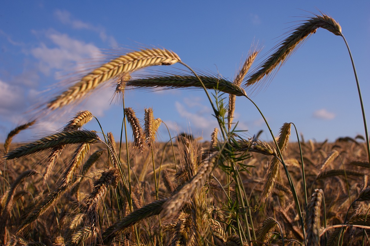 barley  field  cereals free photo