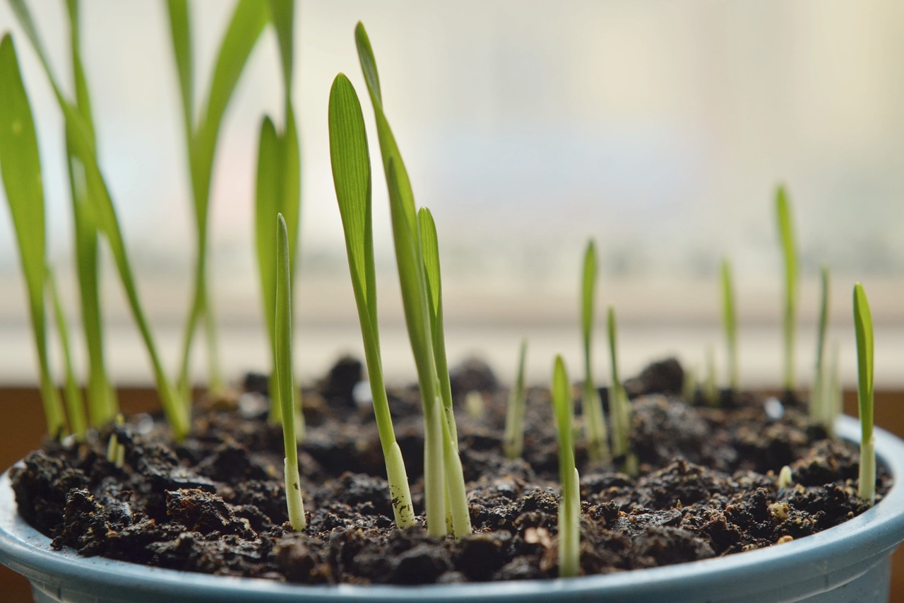 barley  grass  the growth of the free photo