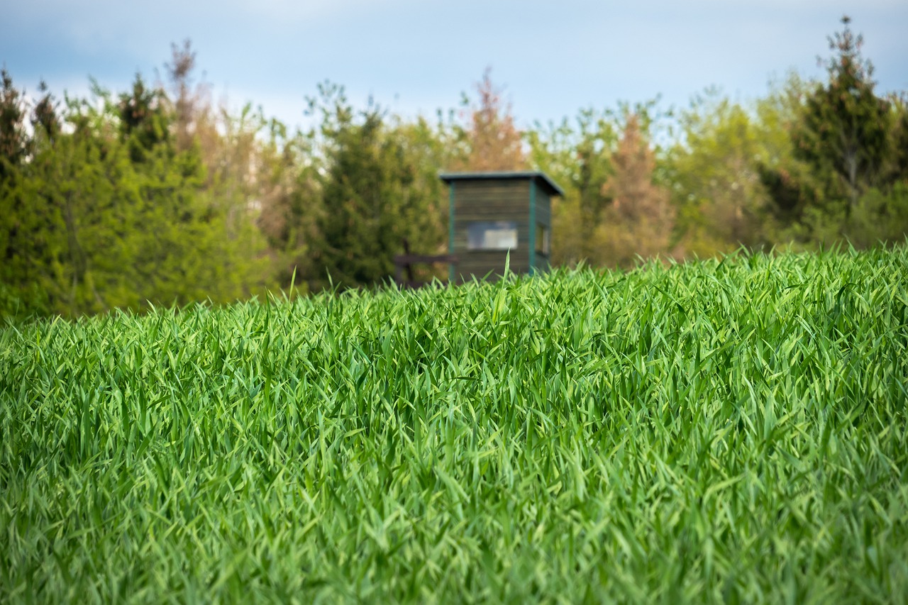 barley  delight  field free photo