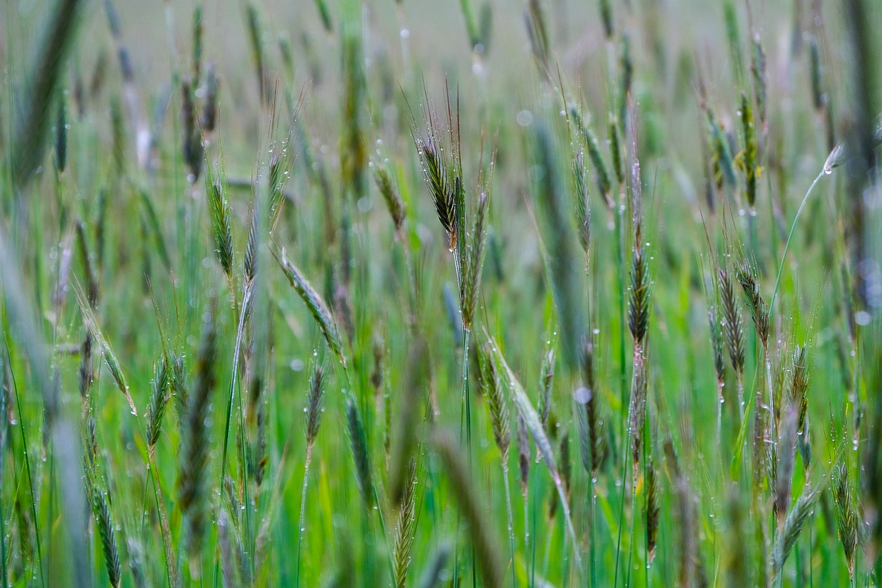 barley  wheat  field free photo