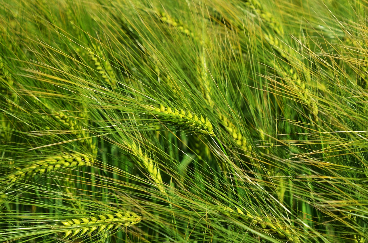 barley  by chaitanya k  grain free photo