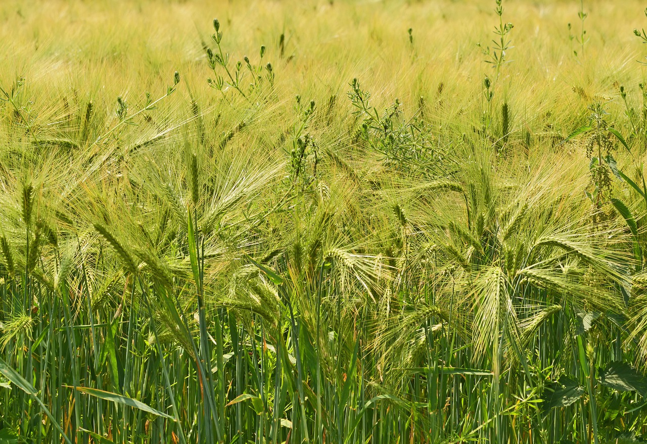 barley  cereals  spike free photo