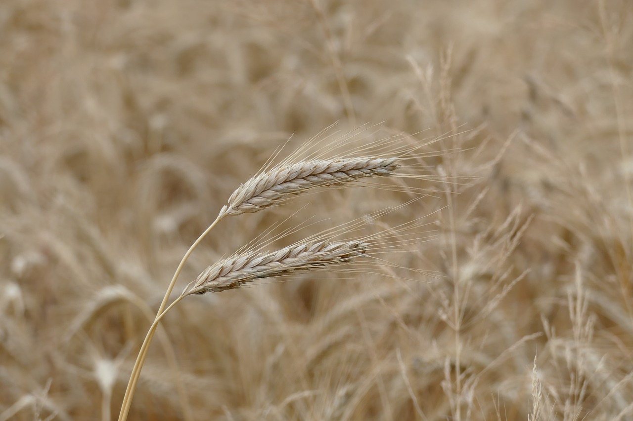 barley  cereals  grain free photo