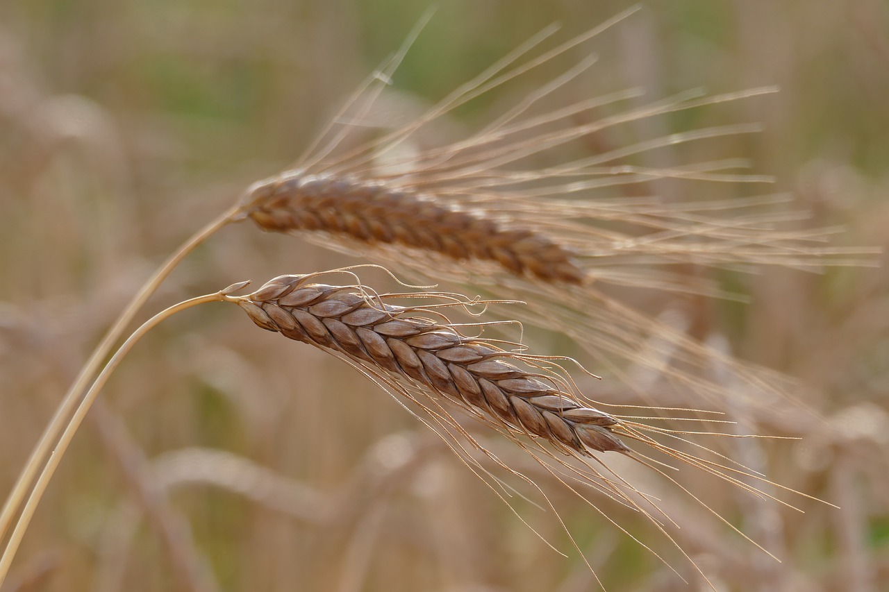 barley  cereals  barley field free photo
