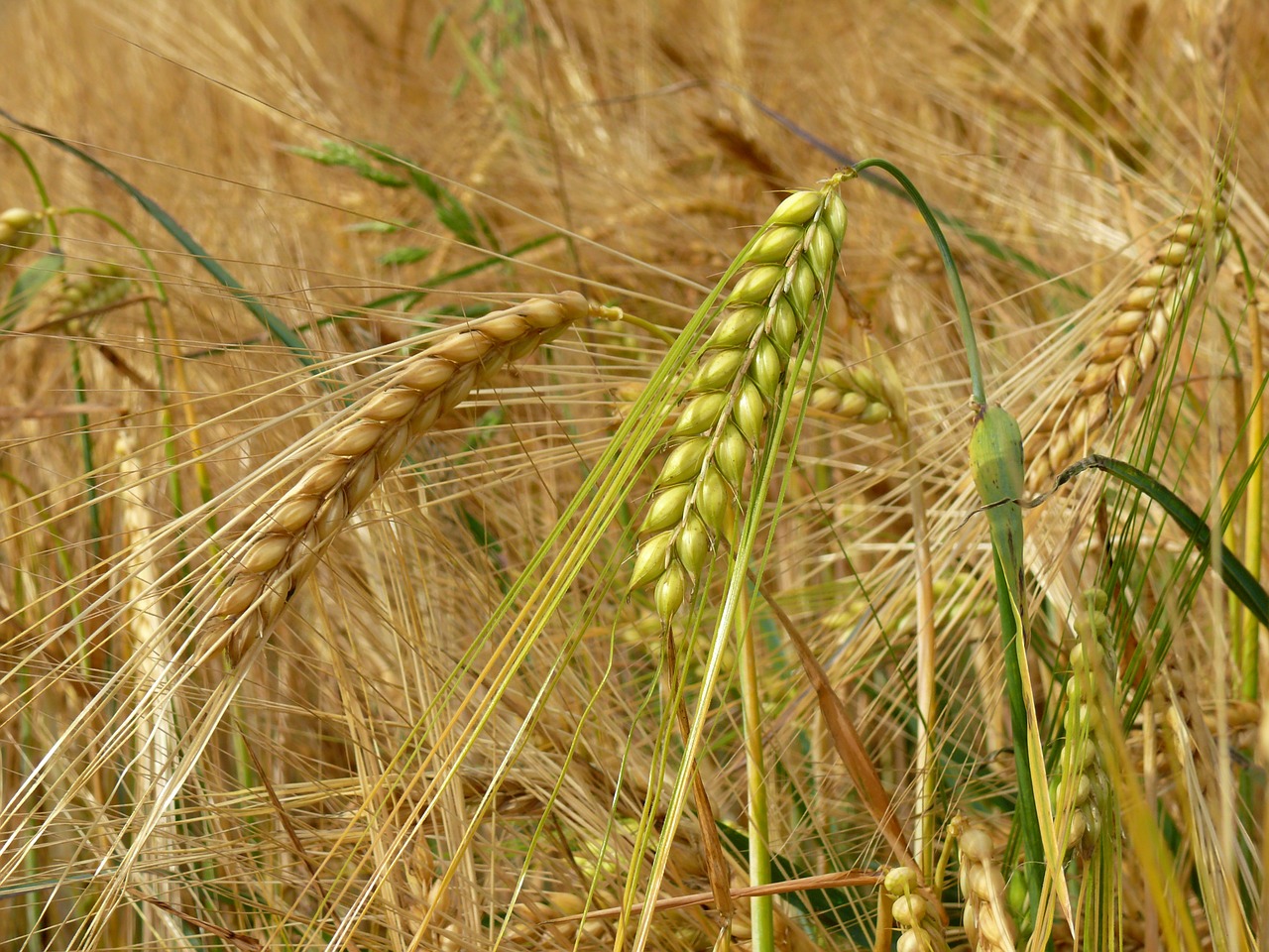 barley cereals field free photo