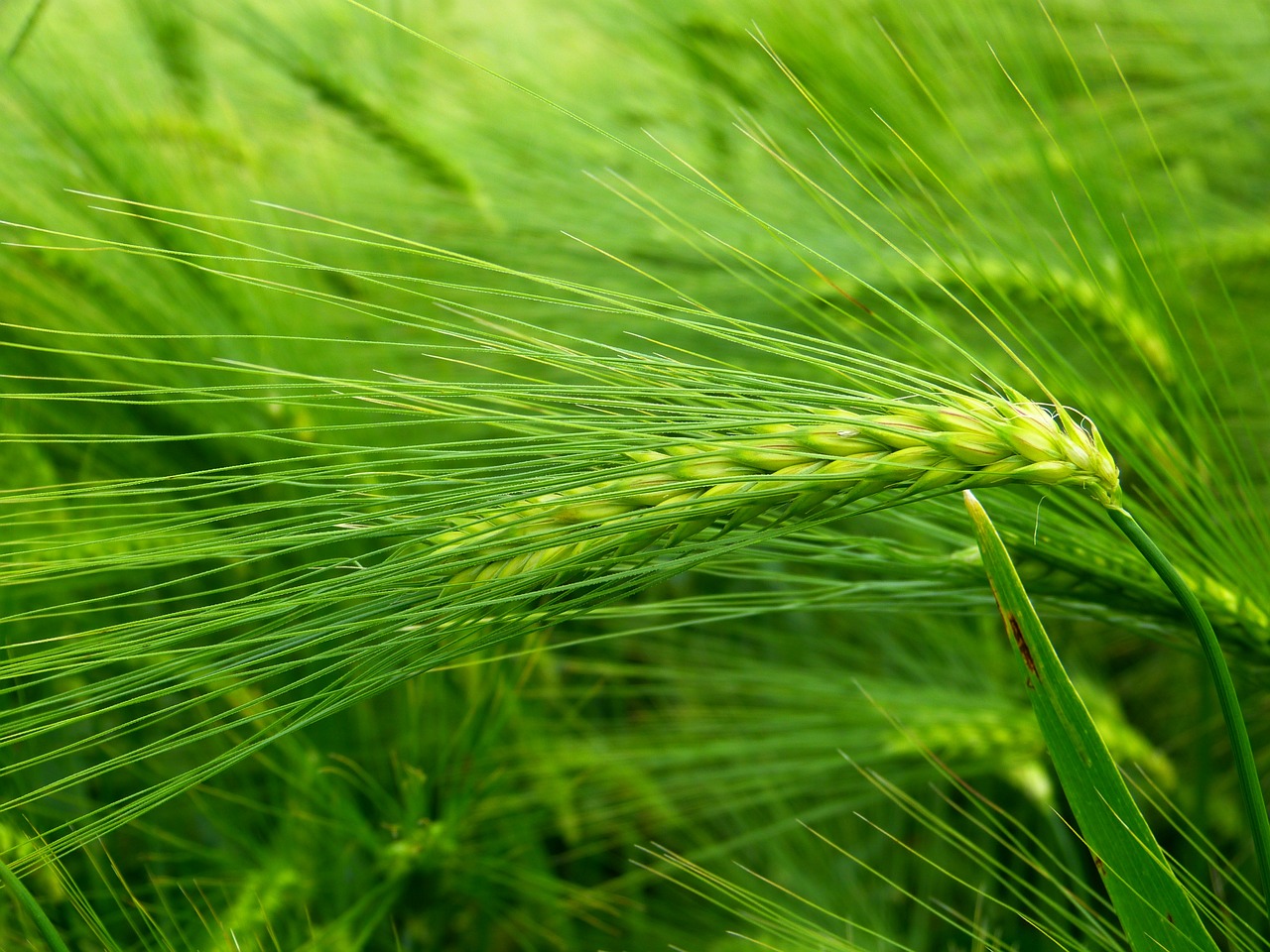 barley cereals hordeum vulgare free photo