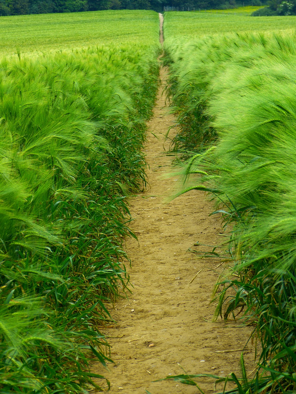 barley cereals hordeum vulgare free photo