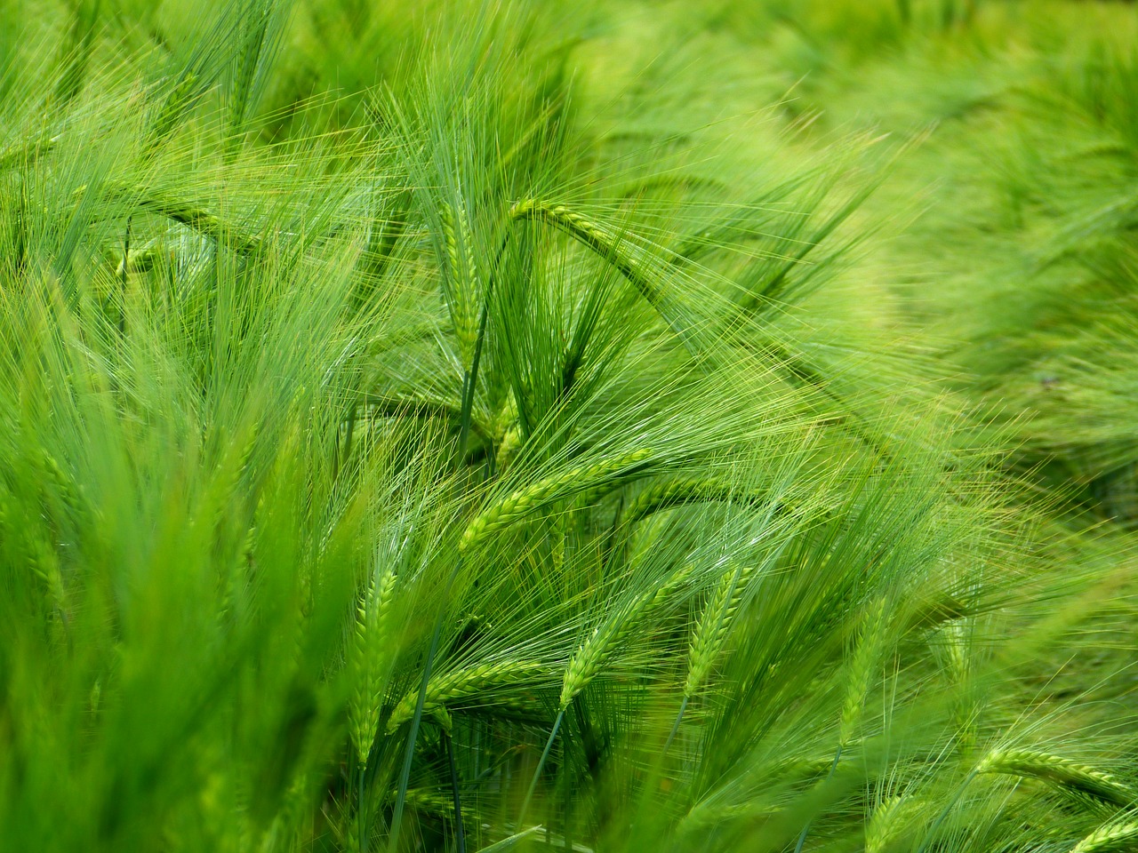 barley cereals hordeum vulgare free photo