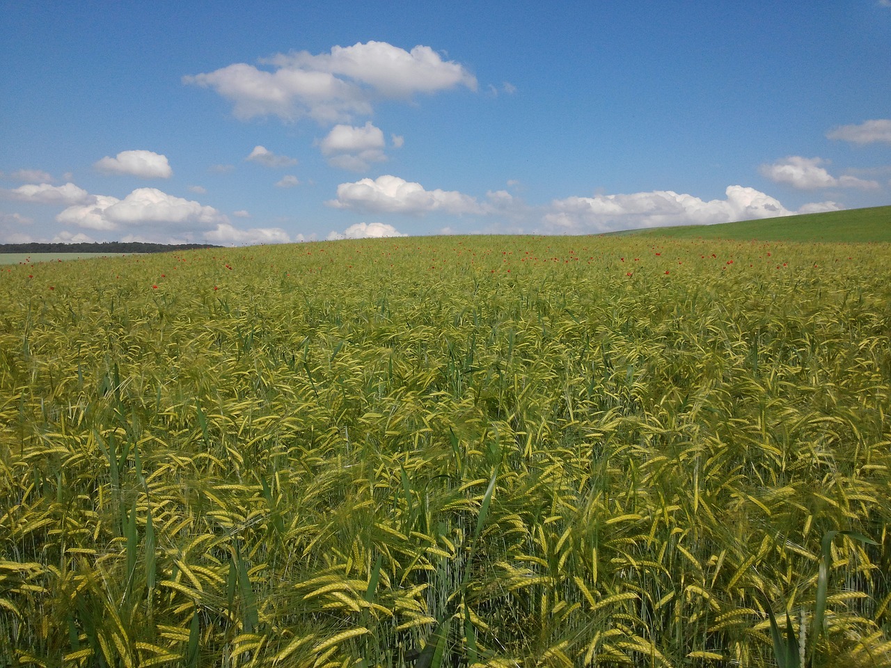 barley cereals arable free photo