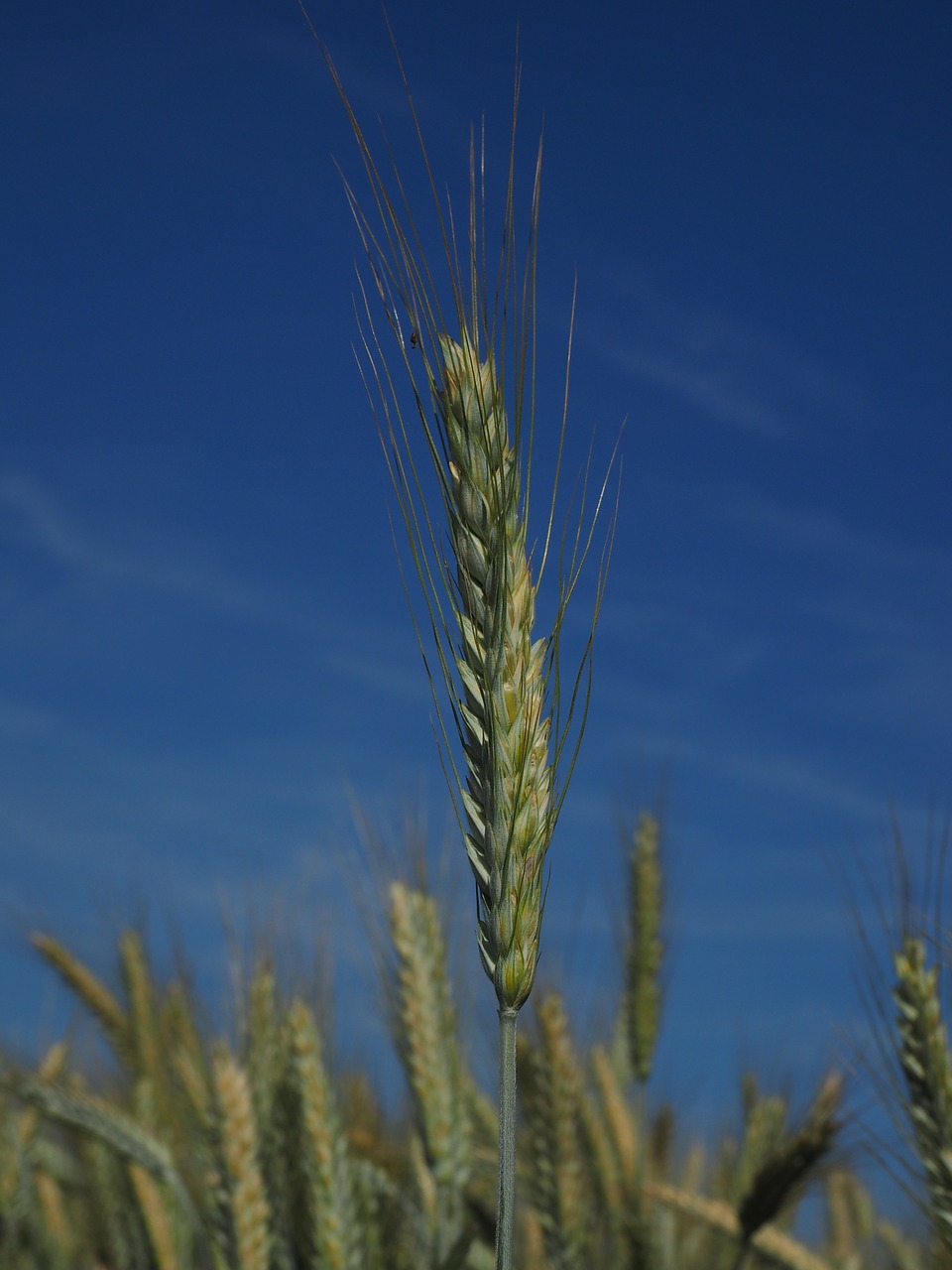 barley barley field cereals free photo
