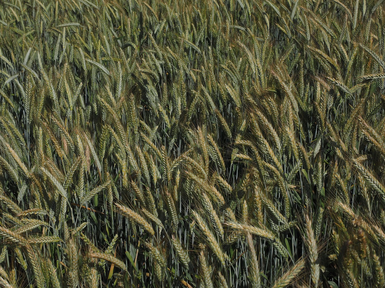 barley barley field cereals free photo