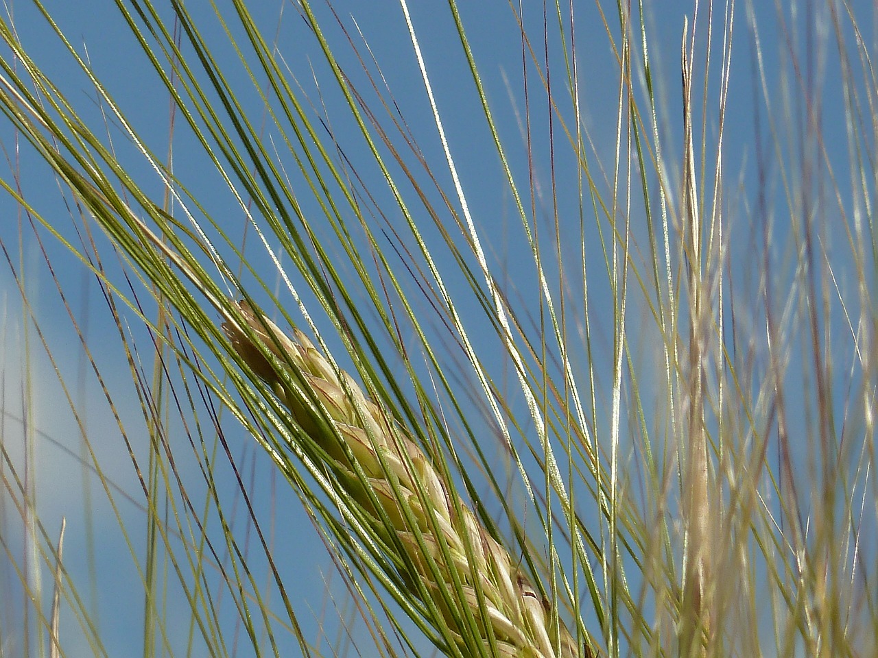 barley ear awns free photo