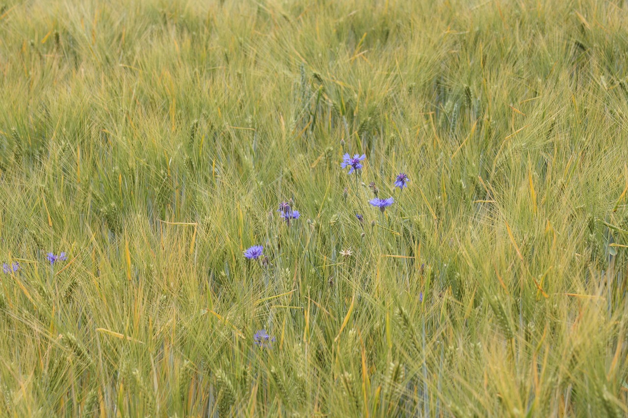 barley tender cornflowers free photo